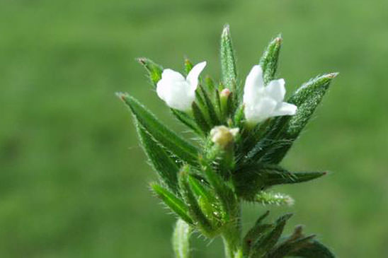 Grémil des champs - Buglossoides arvensis subsp. arvensi