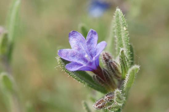 Grémil ligneux - Lithodora fruticosa 