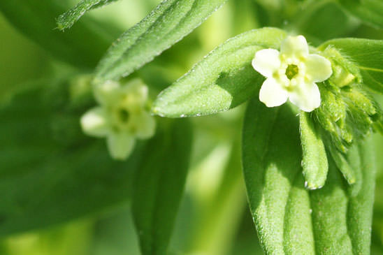 Grémil officinal - Lithospermum officinale 