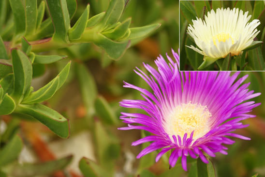 Griffe de sorcière - Carpobrotus edulis 