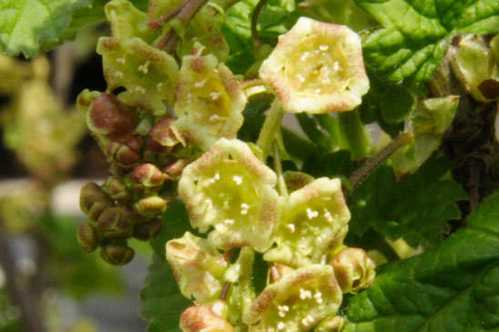 Groseillier à grappes - Ribes rubrum 