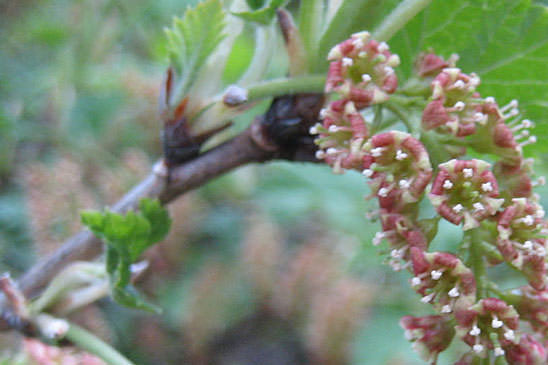 Groseillier des pierriers - Ribes petraeum 