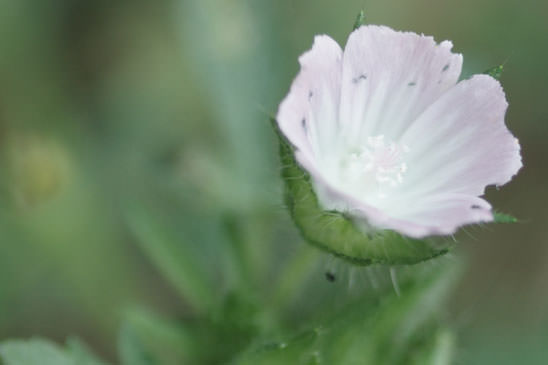 Guimauve hérissée - Malva setigera 