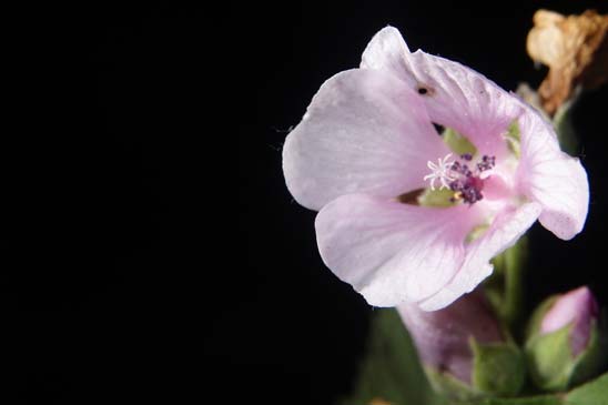 Guimauve officinale - Althaea officinalis 