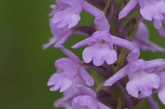 Gymnadénie moucheron - Gymnadenia conopsea 