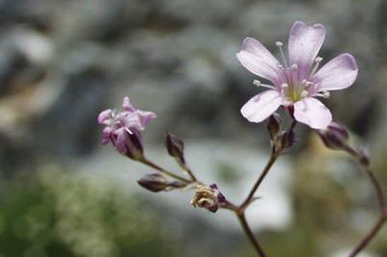 Gypsophile des moissons - Gypsophila muralis 