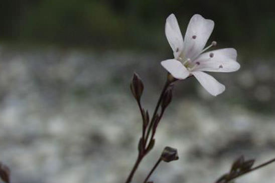 Gypsophile rampante - Gypsophila repens 