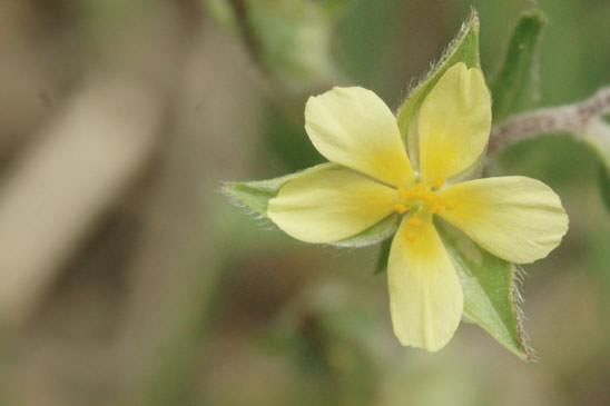 Hélianthème à feuilles de saule - Helianthemum salicifolium 