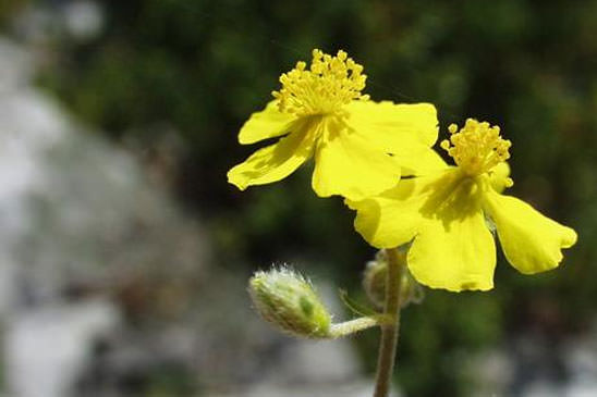 Hélianthème blanc - Helianthemum canum 