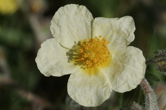 Hélianthème des Apennins - Helianthemum apenninum 