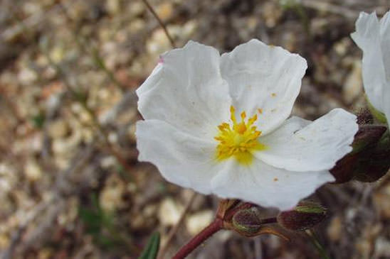 Hélianthème en ombelle visqueuse - Cistus umbellatus subsp. viscosus