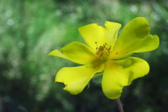 Hélianthème faux alysson - Cistus lasianthus subsp. alyssoides