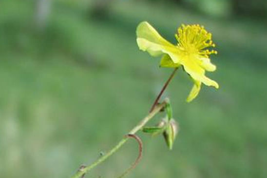 Hélianthème hérissé - Helianthemum hirtum 