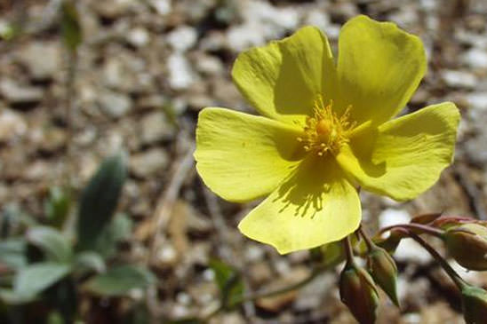 Hélianthème tubéraire - Diatelia tuberaria 