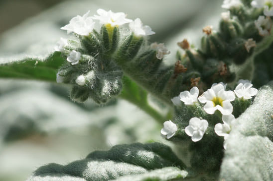 Héliotrope d'Europe - Heliotropium europaeum 