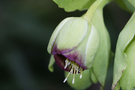 Hellébore fétide - Helleborus foetidus 