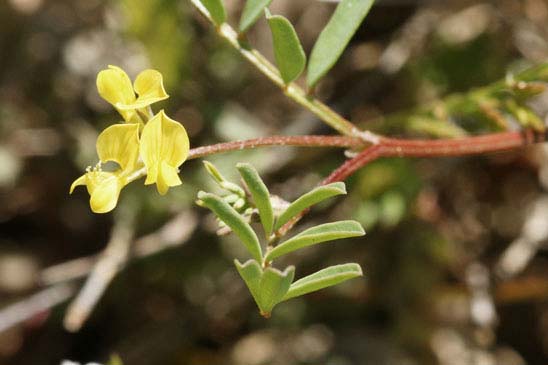 Hippocrepis cilié - Hippocrepis ciliata 