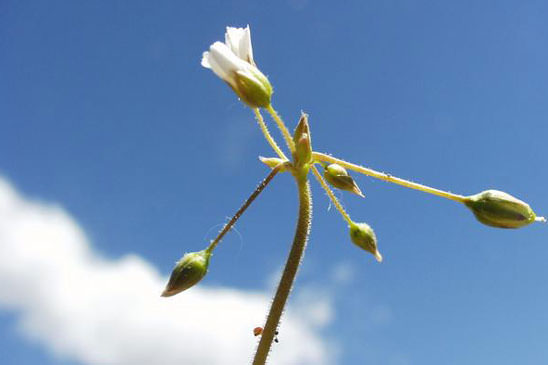 Holostée en ombelle - Holosteum umbellatum 