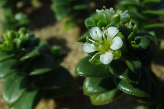 Honkénie faux pourpier - Honckenya peploides  subsp. peploides