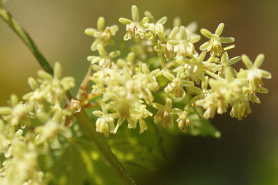 Houblon - Humulus lupulus 