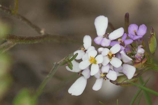 Ibéris à feuilles pennées - Iberis pinnata 