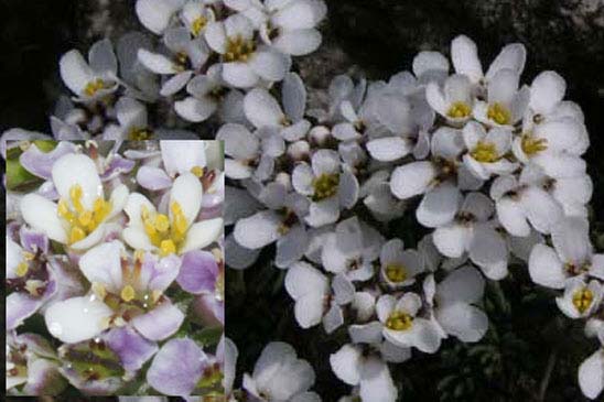 Ibéris des rochers - Iberis saxatilis subsp. saxatilis