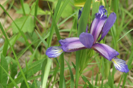 Iris à feuilles de graminées - Iris graminea 