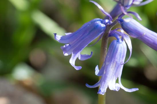 Jacinthe des bois - Hyacinthoides non-scripta 