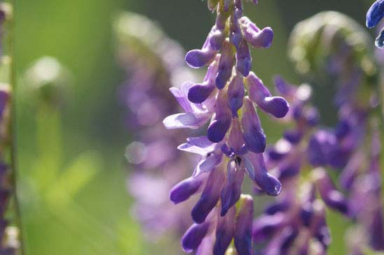 Jarosse - Vicia cracca 