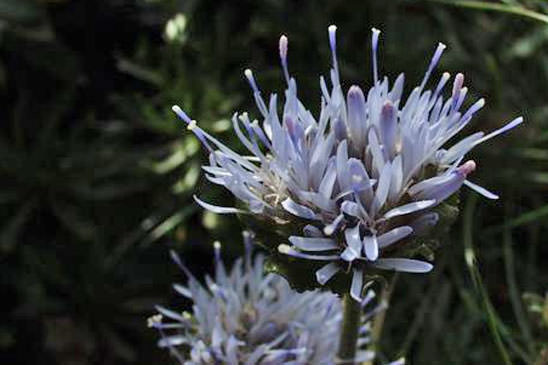 Jasione crépue - Jasione crispa subsp. crispa