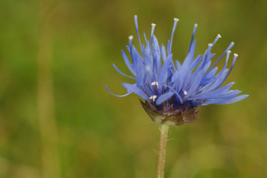 Jasione des montagnes - Jasione montana 