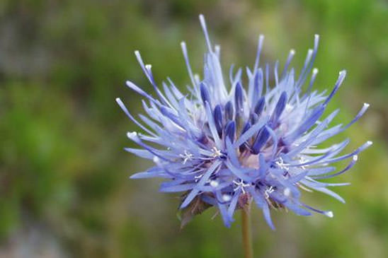 Jasione lisse - Jasione laevis 