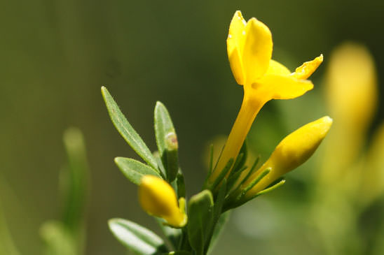 Jasmin ligneux - Jasminum fruticans 