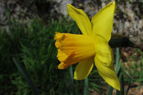Jonquille - Narcissus jonquilla subsp. jonquilla