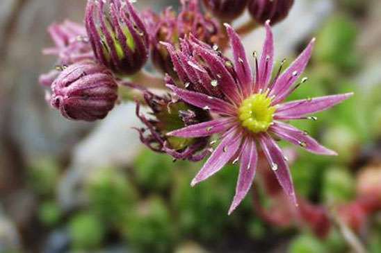 Joubarbe des montagnes - Sempervivum montanum 