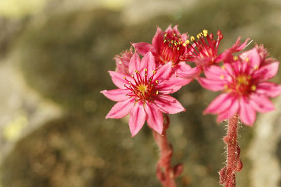 Joubarbe tomenteuse - Sempervivum arachnoideum var. tomentosum