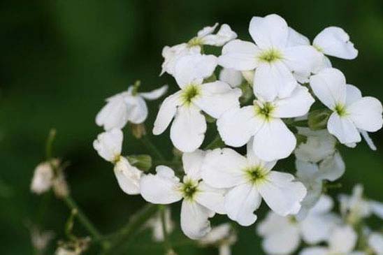 Julienne blanche - Hesperis matronalis subsp. nivea