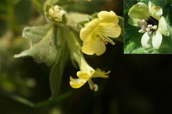 Jusquiame blanche - Hyoscyamus albus 