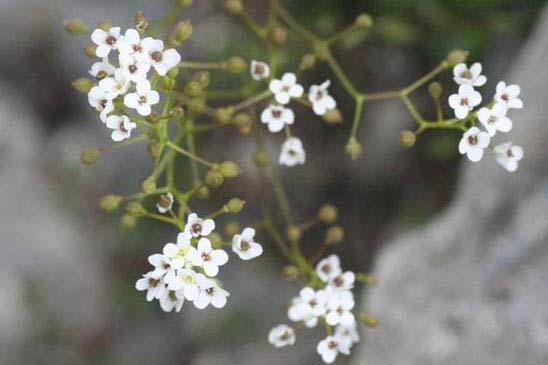 Kernère des rochers - Kernera saxatilis 