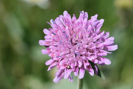 Knautie à feuilles de cardère - Knautia dipsacifolia 