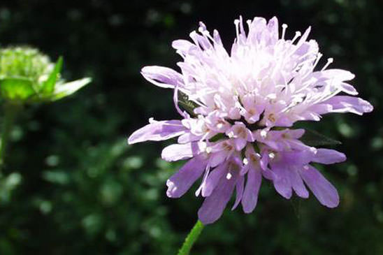 Knautie à feuilles entières - Knautia integrifolia 