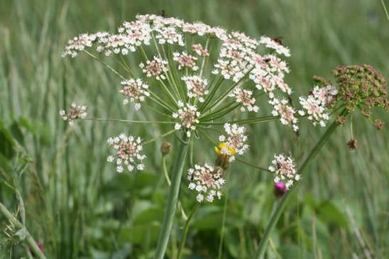 Laser à feuilles larges - Laserpitium latifolium subsp. latifolium