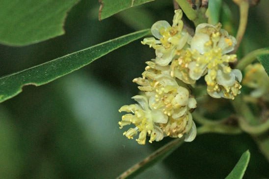 Laurier-sauce - Laurus nobilis 