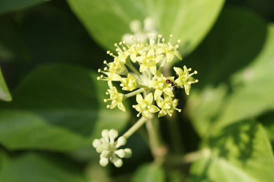 Lierre grimpant - Hedera helix 