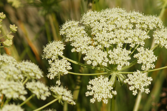 Ligustique fausse férule - Coristospermum ferulaceum 