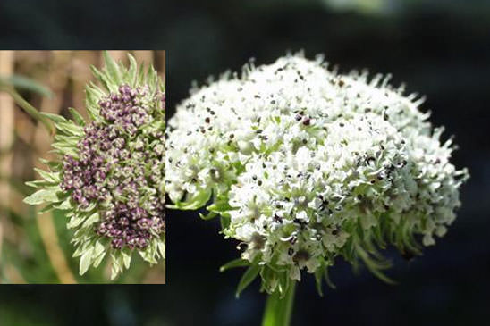 Ligustique fausse-mutelline - Pachypleurum mutellinoides subsp. mutellinoides