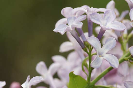 Lilas - Syringa vulgaris 