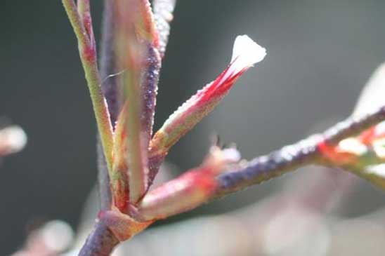 Limonium annuel - Limonium echioides 