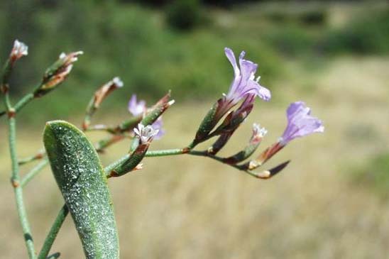 Limonium en baguette - Limonium virgatum 