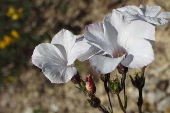 Lin à feuilles de Soude - Linum suffruticosum subsp. appressum